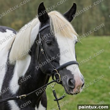 einen schwarzen Friesen Pferd, weisser H